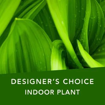 DC Indoor plant