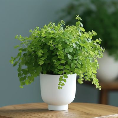 Faithful Plant
