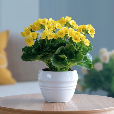 Forever Yellow Indoor Plant
