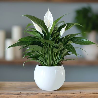 Simply Elegant Plant