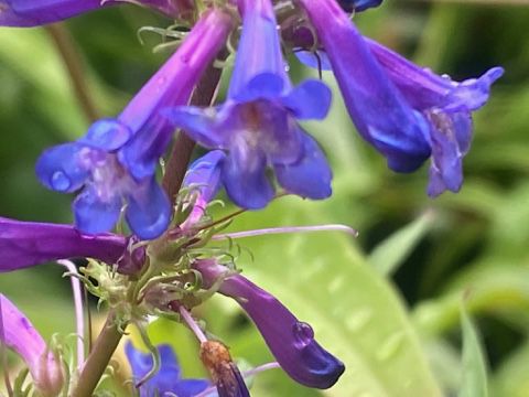 Penstemon strictus - Rocky Mountain Penstemon
