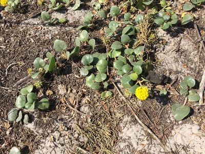 Abronia latifolia - Yellow Sand Verbena