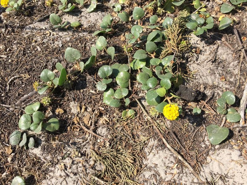 Abronia latifolia - Yellow Sand Verbena