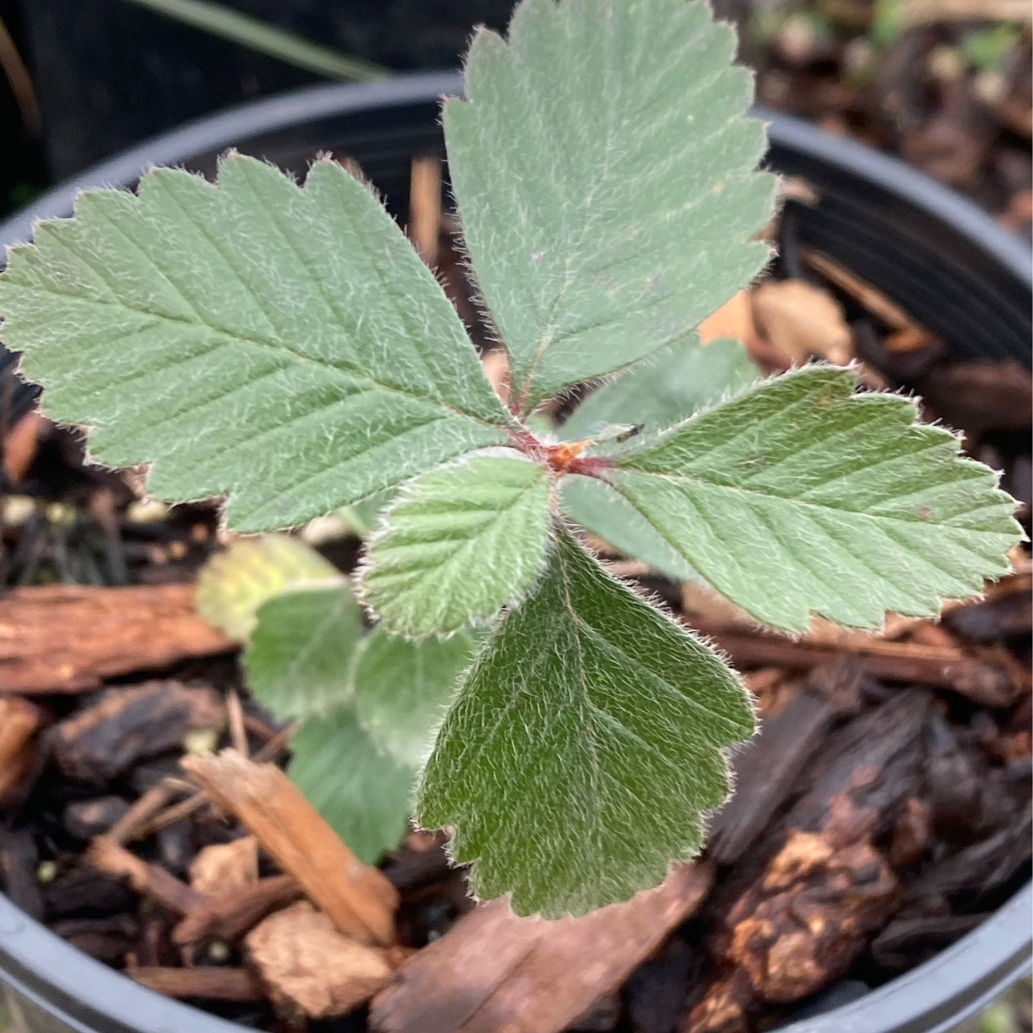 Cercocarpus montanus - Alderleaf Mountain Mahogany