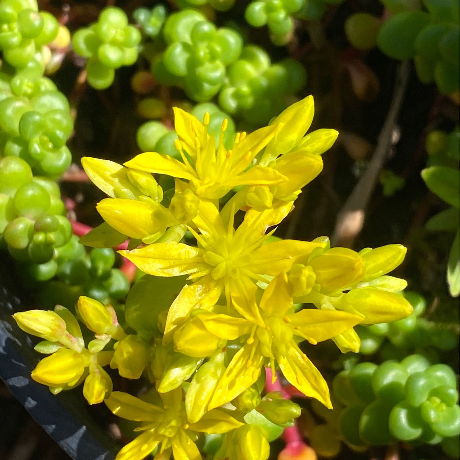 Sedum divergens - Pacific or Spreading Stonecrop