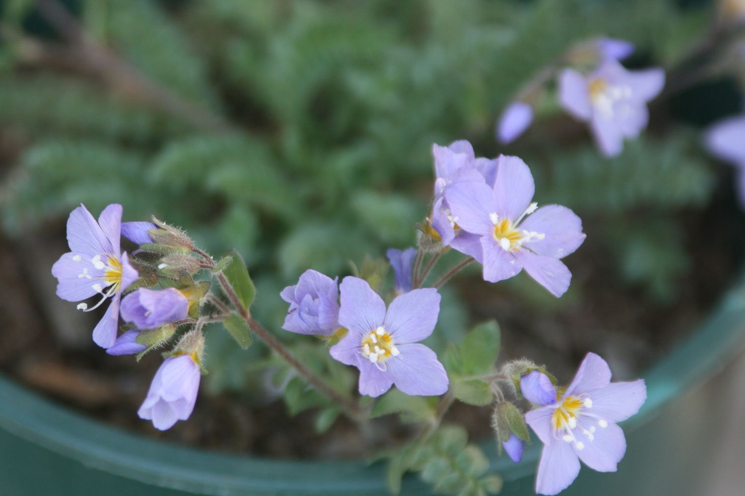 Polemonium californicum - Low Jacob&#39;s Ladder
