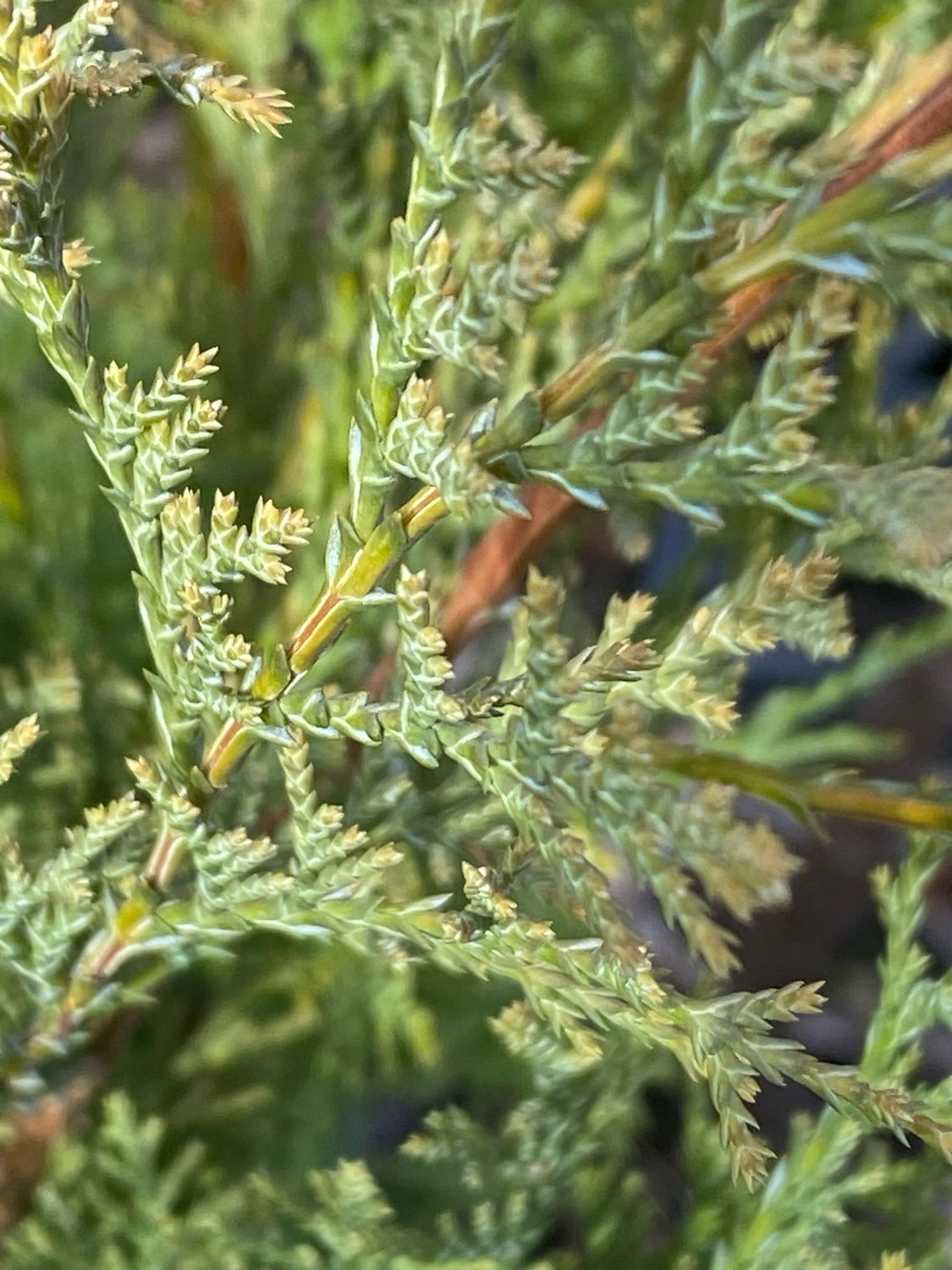 Chamaecyparis lawsoniana - Port Orford Cedar