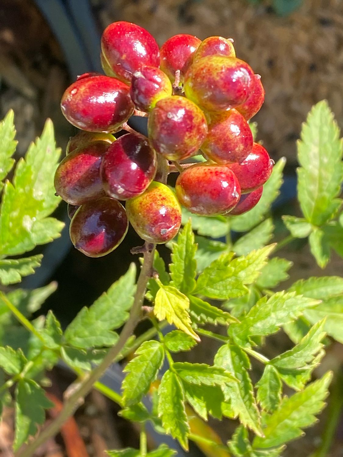 Actaea rubra - Baneberry