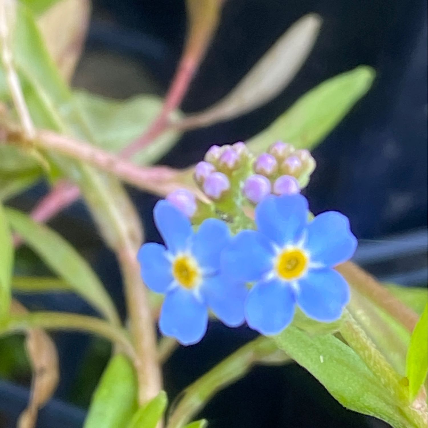 Myosotis laxa - Bay Forget-me-not