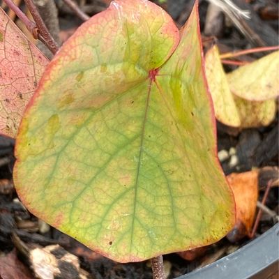 Cercis occidentalis - Western Redbud