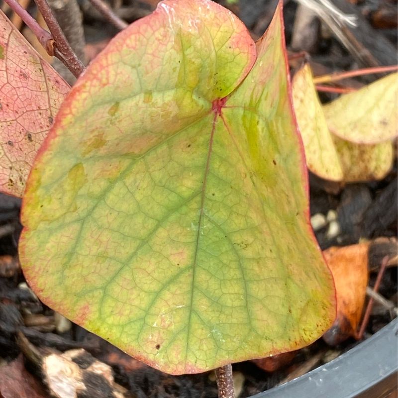 Cercis occidentalis - Western Redbud