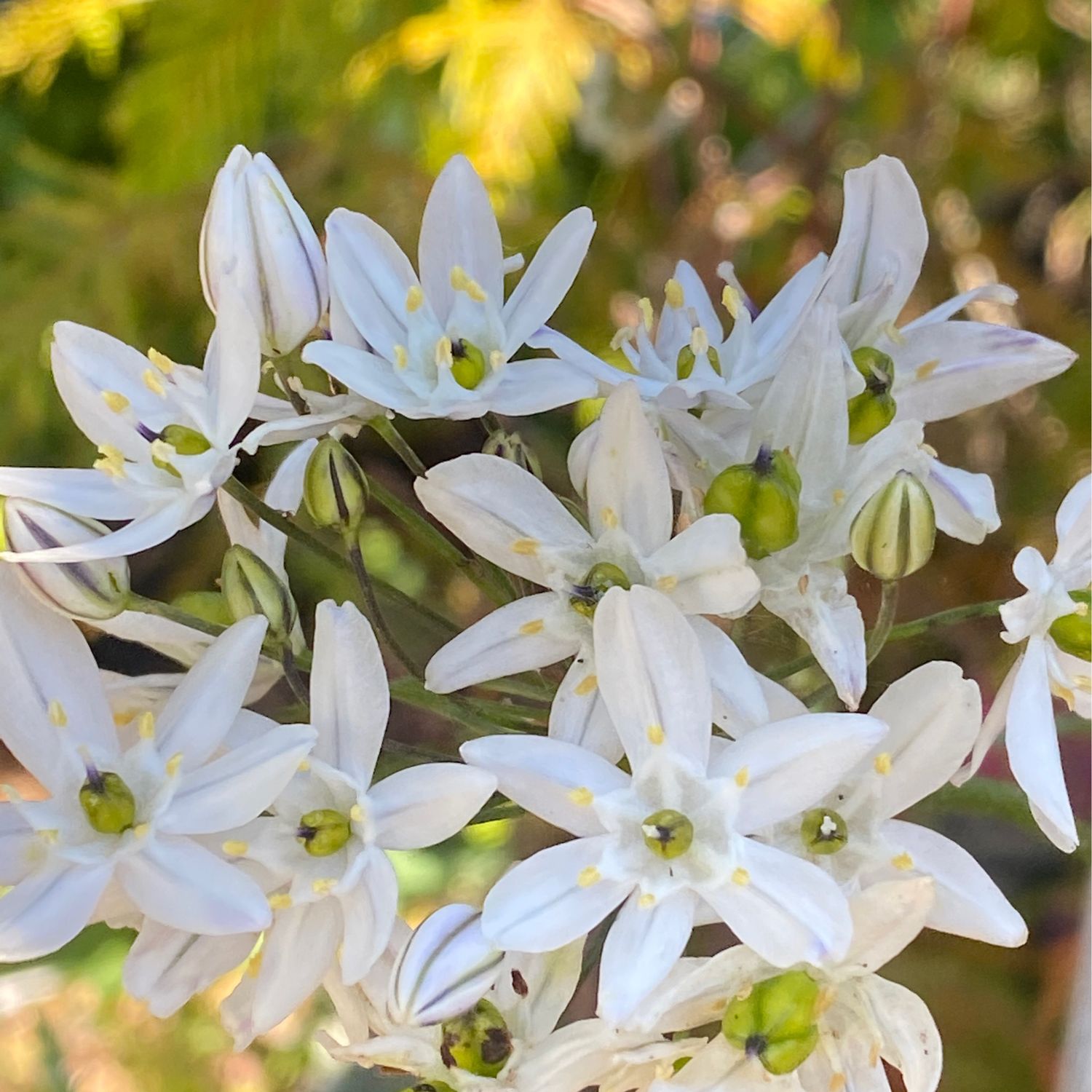 Triteleia hyacinthina - Fool&#39;s Onion
