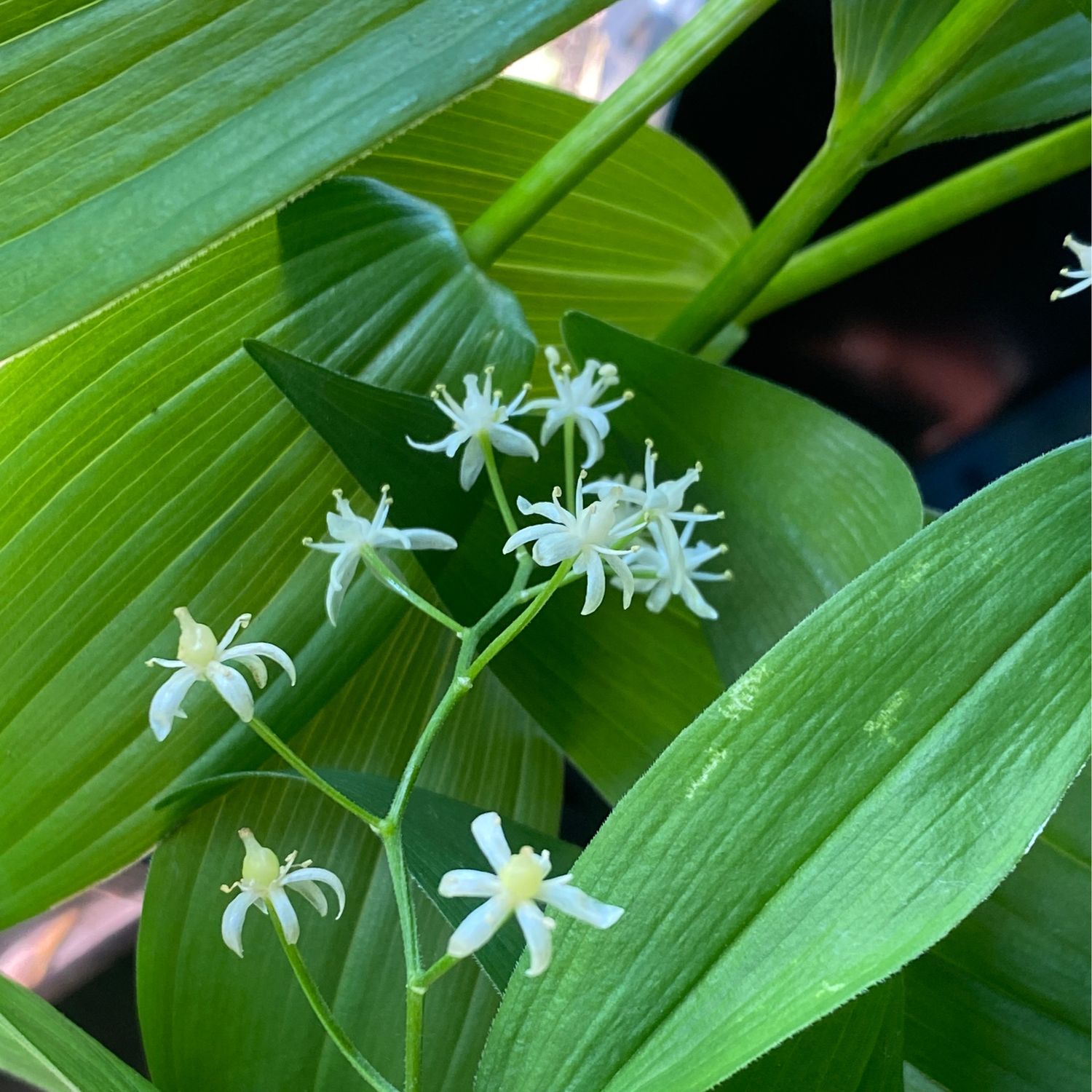 Maianthemum stellatum - Star-flowered Solomon&#39;s-Seal