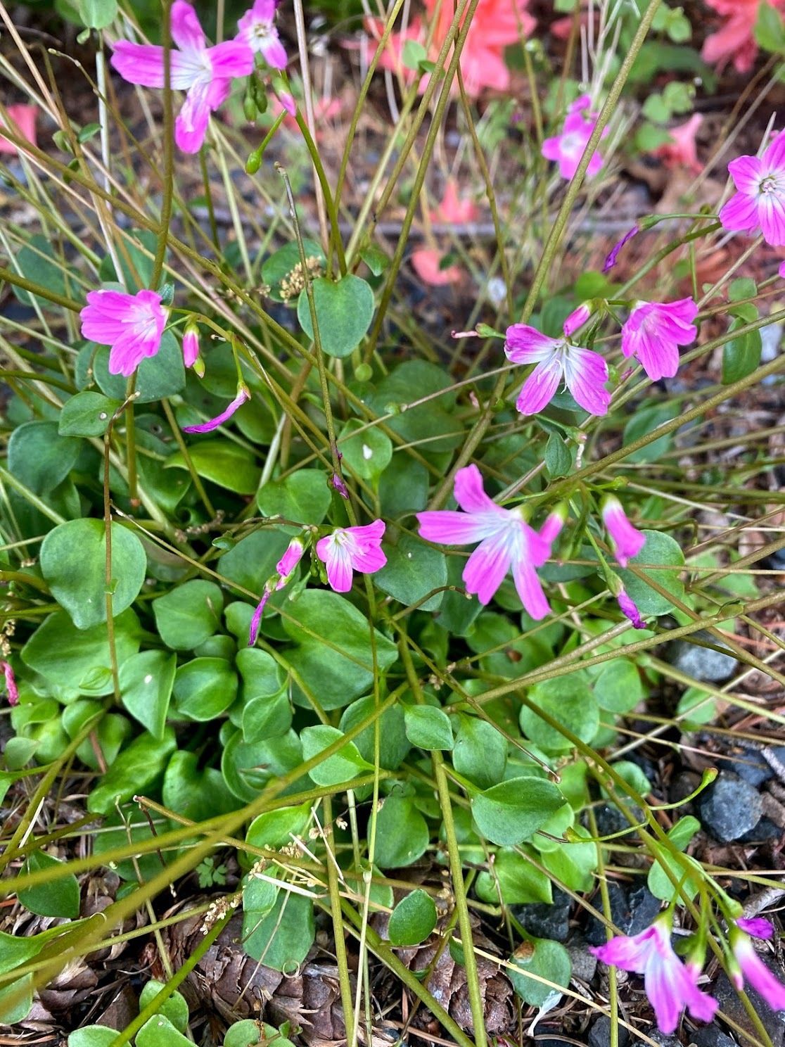 Montia parvifolia - Little Leaf Miner&#39;s Lettuce