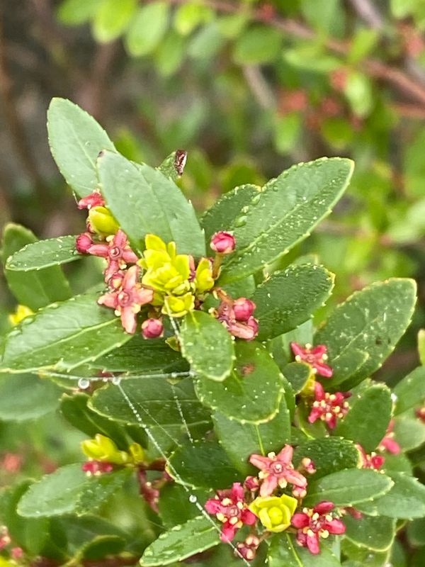 Paxistima myrsinites - Oregon Boxleaf