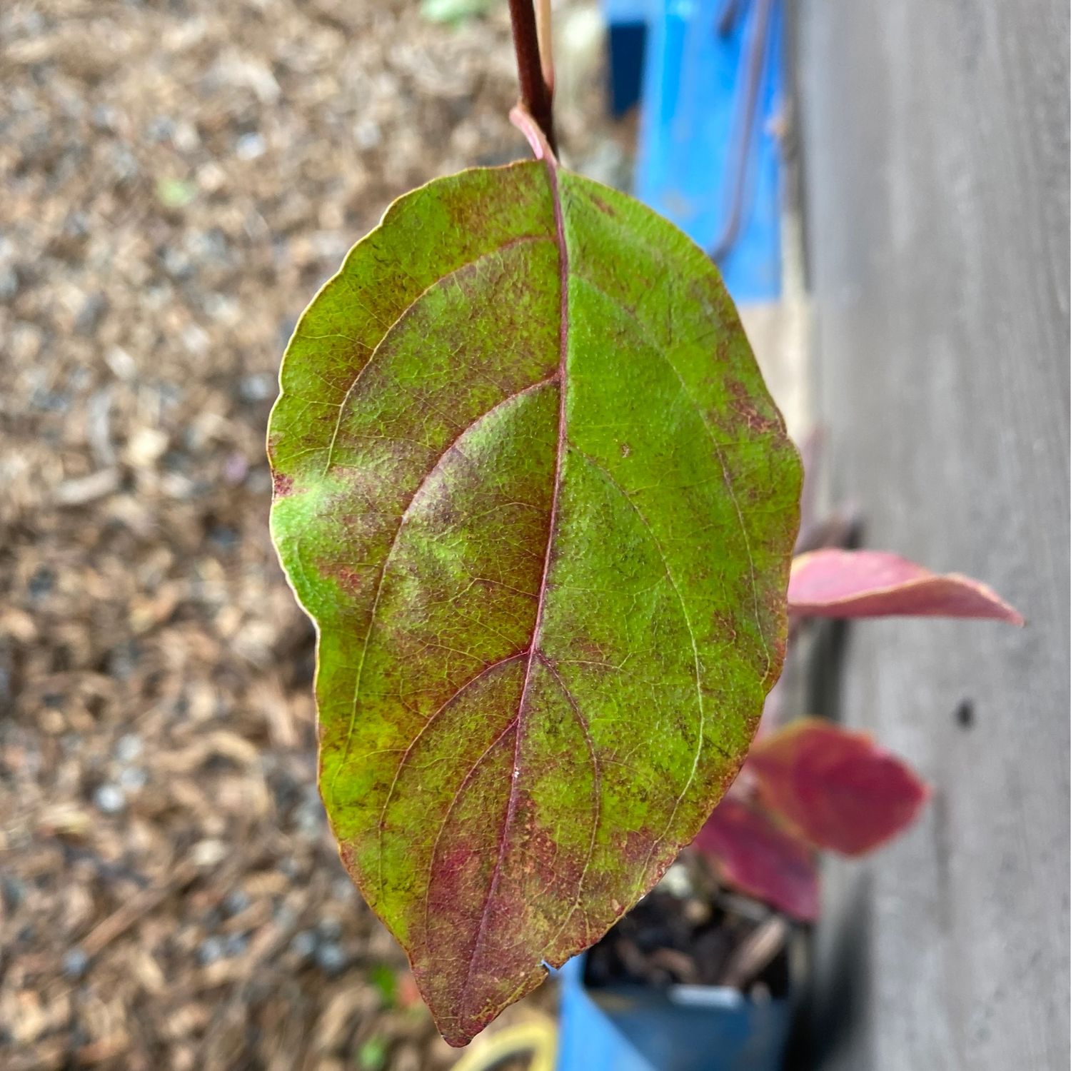 Cornus nuttallii - Pacific Dogwood