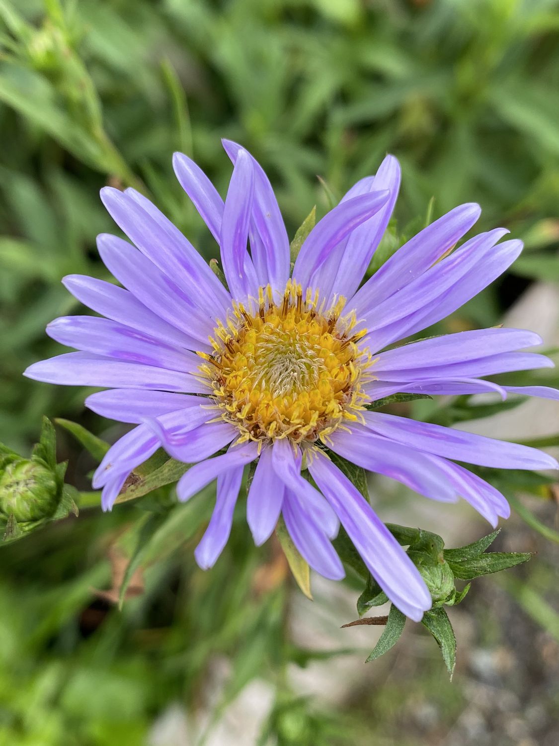 Symphyotrichum subspicatum - Douglas Aster