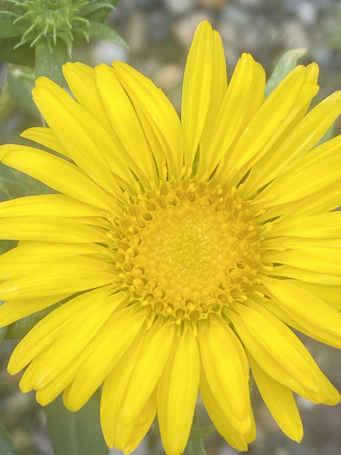 Grindelia integrifolia - Puget Sound Gumweed