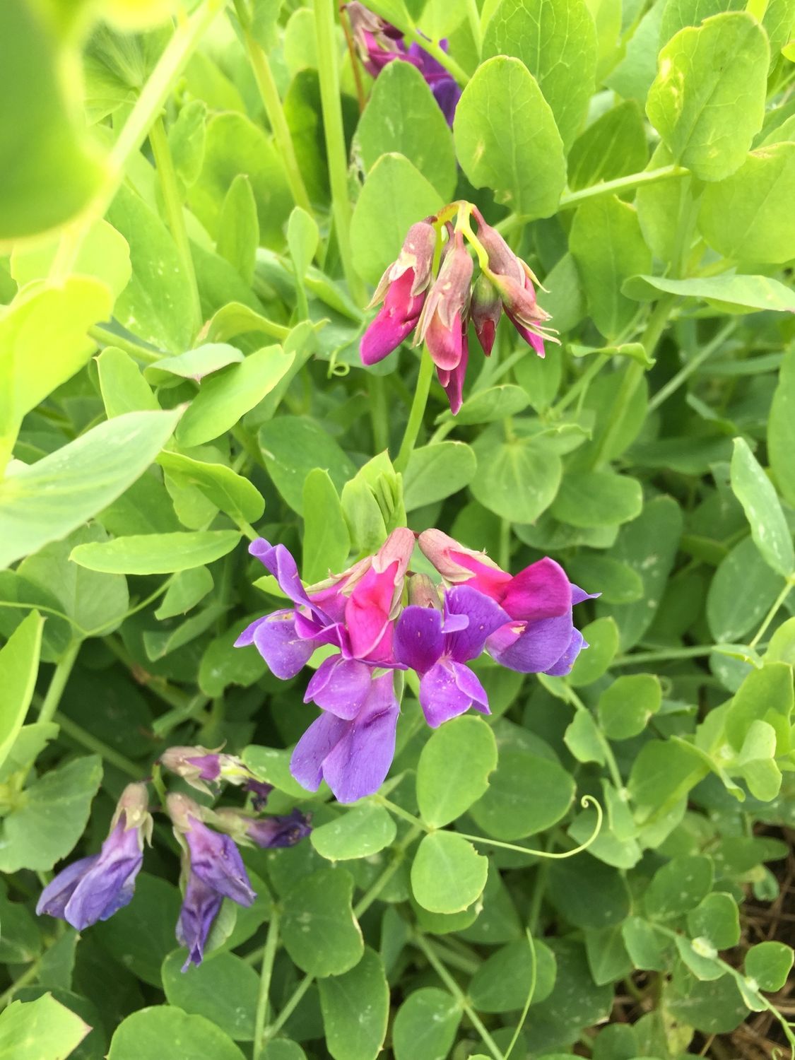 Lathyrus japonicus - Beach Pea