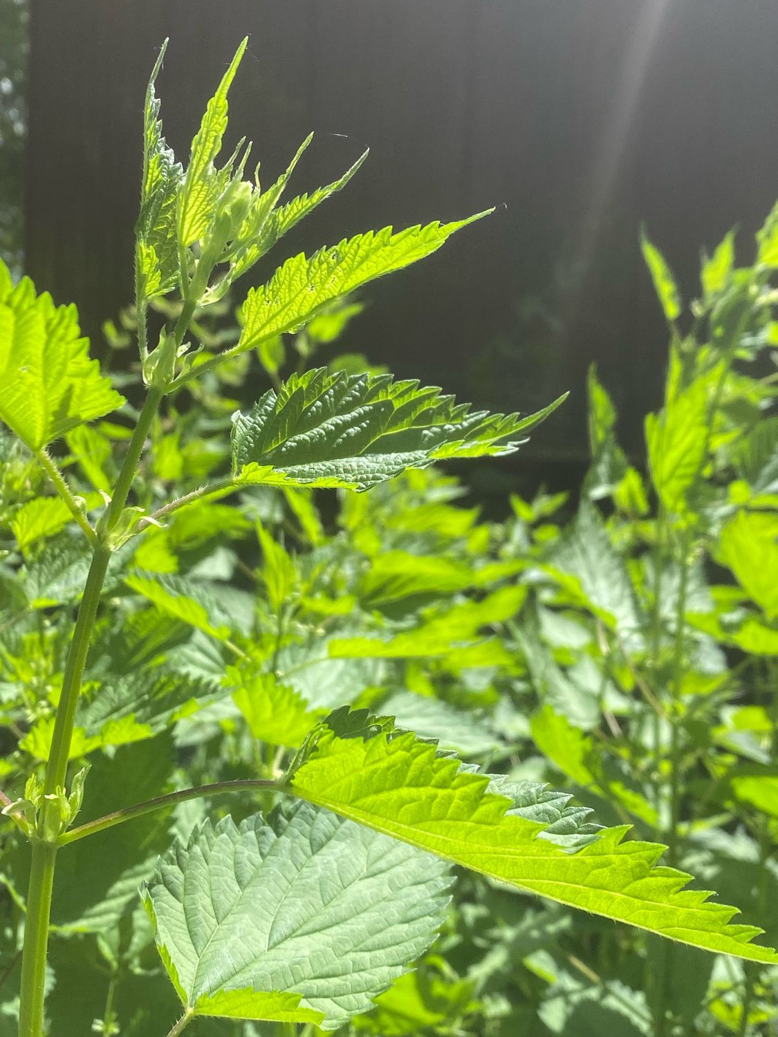 Urtica gracilis - Stinging Nettle