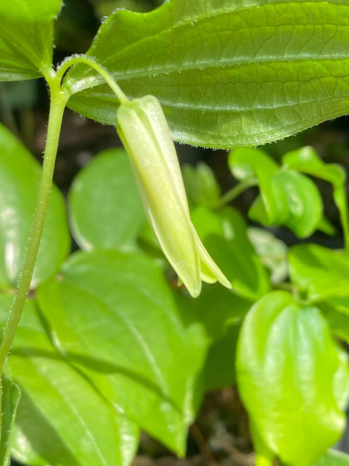 Prosartes smithii - Large Flowered Fairy bells