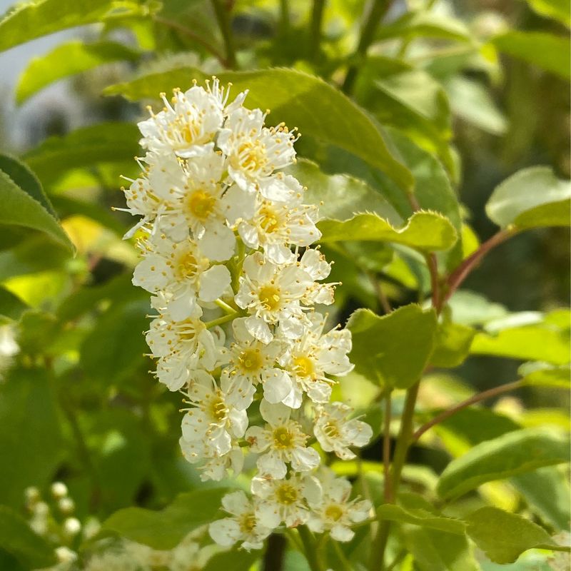 Prunus virginiana - Western Chokecherry