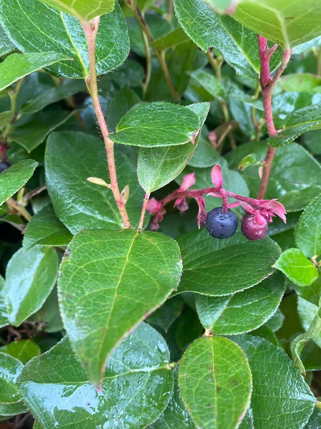 Gaultheria shallon - Salal