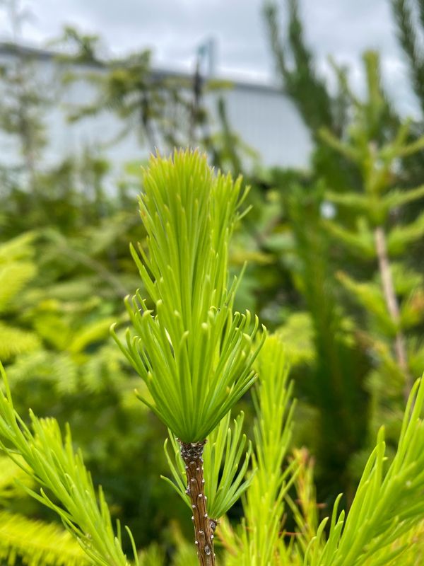 Larix occidentalis - Western Larch
