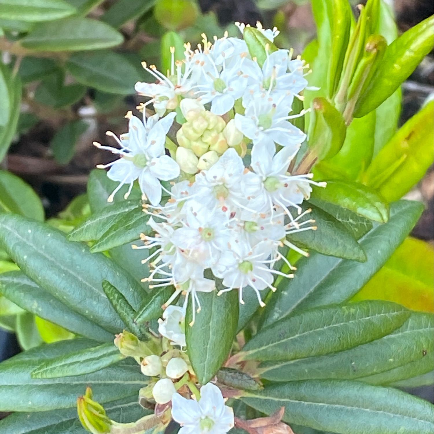 Rhododendron (Ledum) groenlandicum - Bog Labrador Tea