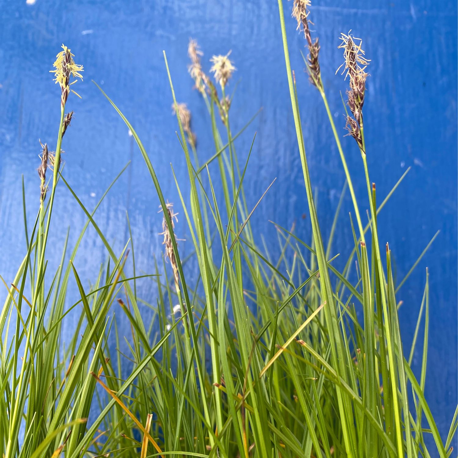 Carex inops- Long Stolon Sedge