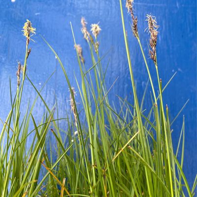 Carex inops- Long Stolon Sedge