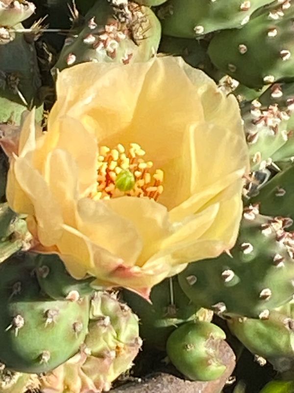 Opuntia fragilis - Brittle Prickly-pear, Little Prickly-pear