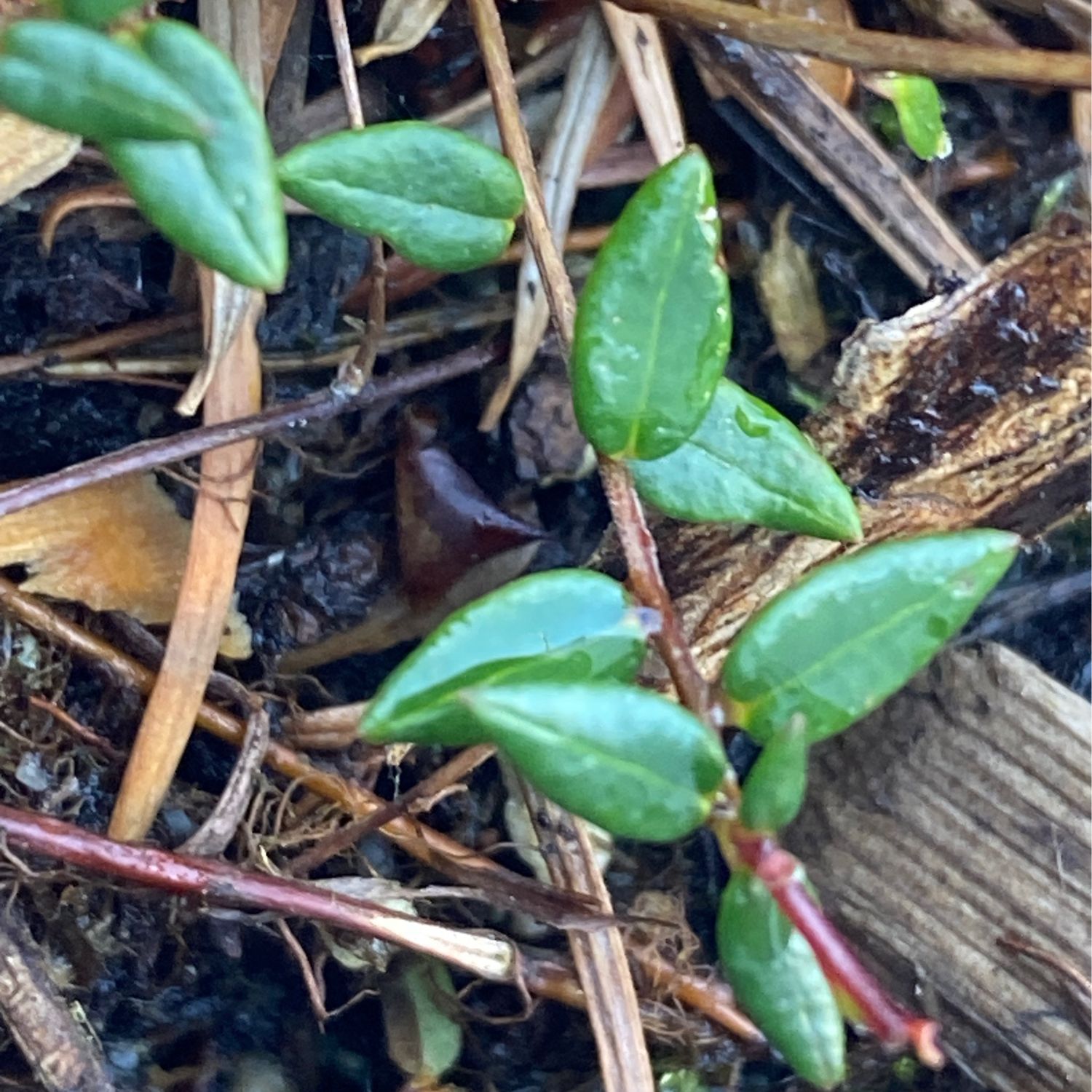 Vaccinium oxycoccos - Small Cranberry