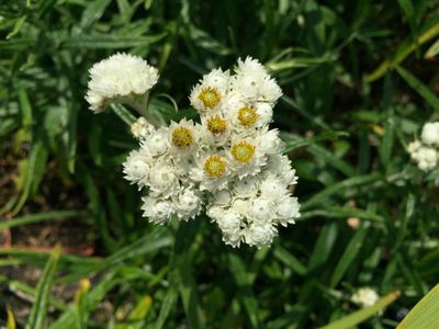 Anaphalis margaritacea - Pearly Everlasting
