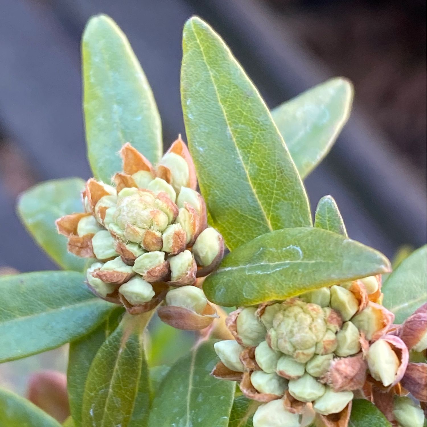 Rhododendron (Ledum) columbianum - Mountain Labrador Tea