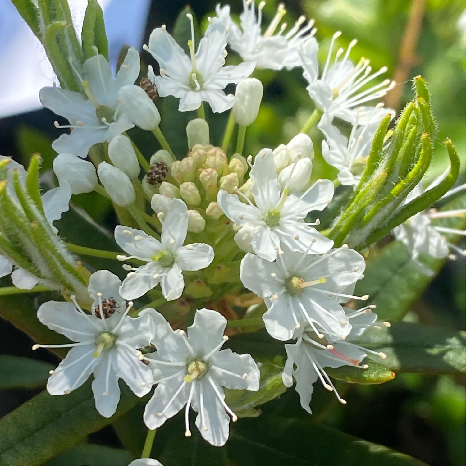 Rhododendron (Ledum) groenlandicum - Bog Labrador Tea