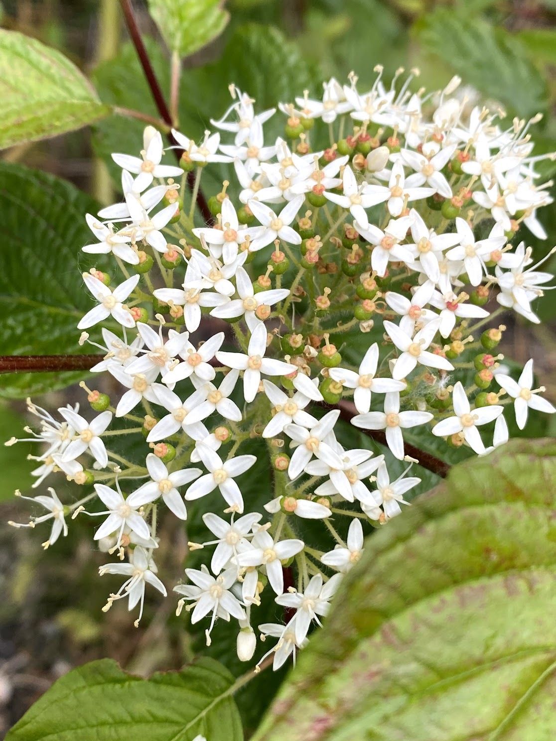 Cornus sericea - Red Osier Dogwood