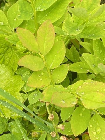 Vaccinium ovalifolium - Oval-Leaved Blueberry