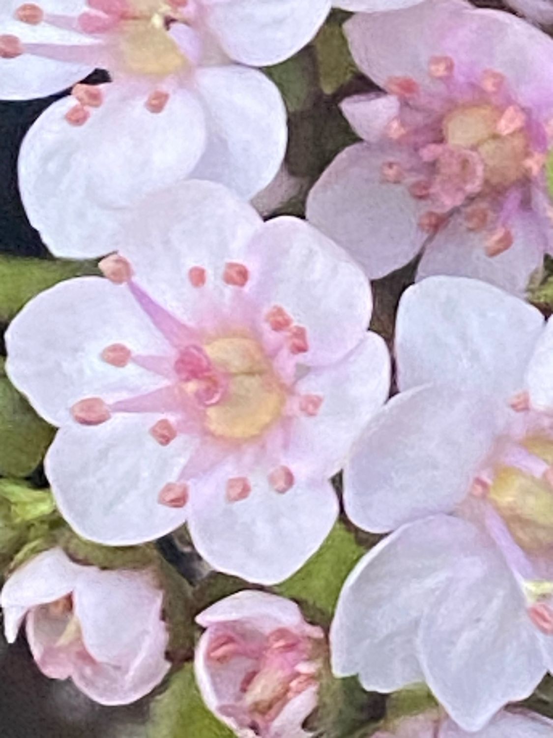 Darmera (Peltiphyllum) peltata - Umbrella Plant
