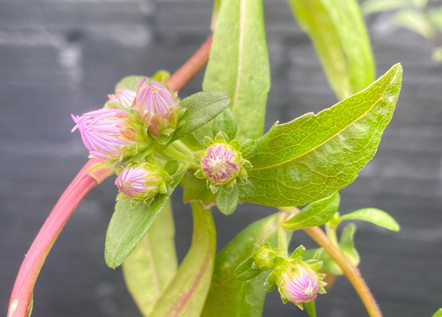 Symphyotrichum chilense  - Pacific Aster