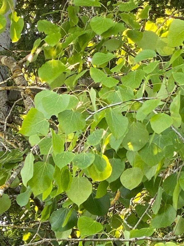 Populus tremuloides - Quaking Aspen