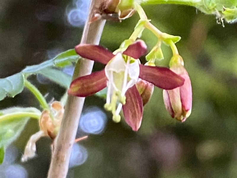Ribes divaricatum - Coast Black Gooseberry