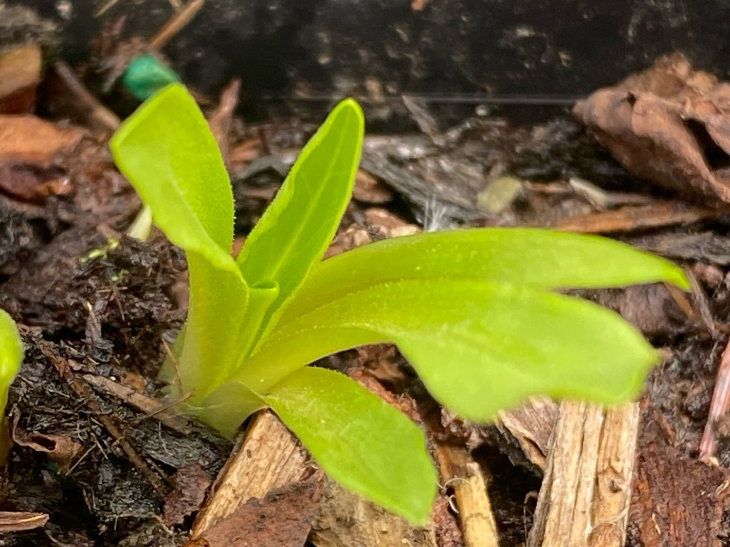 Primula (Dodecatheon pulchellum) pauciflora - Darkthroat Shooting Star