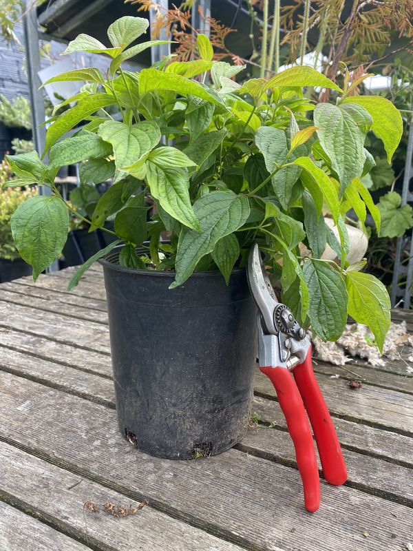 Cornus series &#39;Kelseyi&#39; - Kelsey&#39;s Dwarf Dogwood