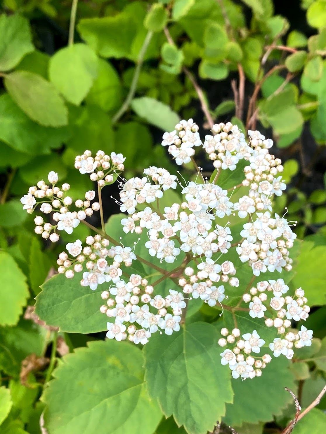 Spiraea lucida (betulifolia)- White or Shinyleaf Spiraea