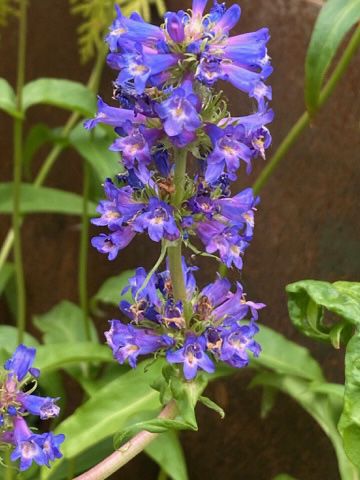 Penstemon procerus - Little Flower Penstemon