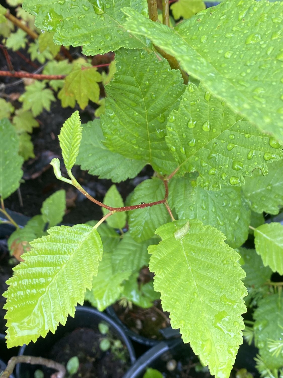 Alnus rubra - Red Alder