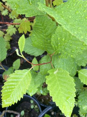 Alnus rubra - Red Alder