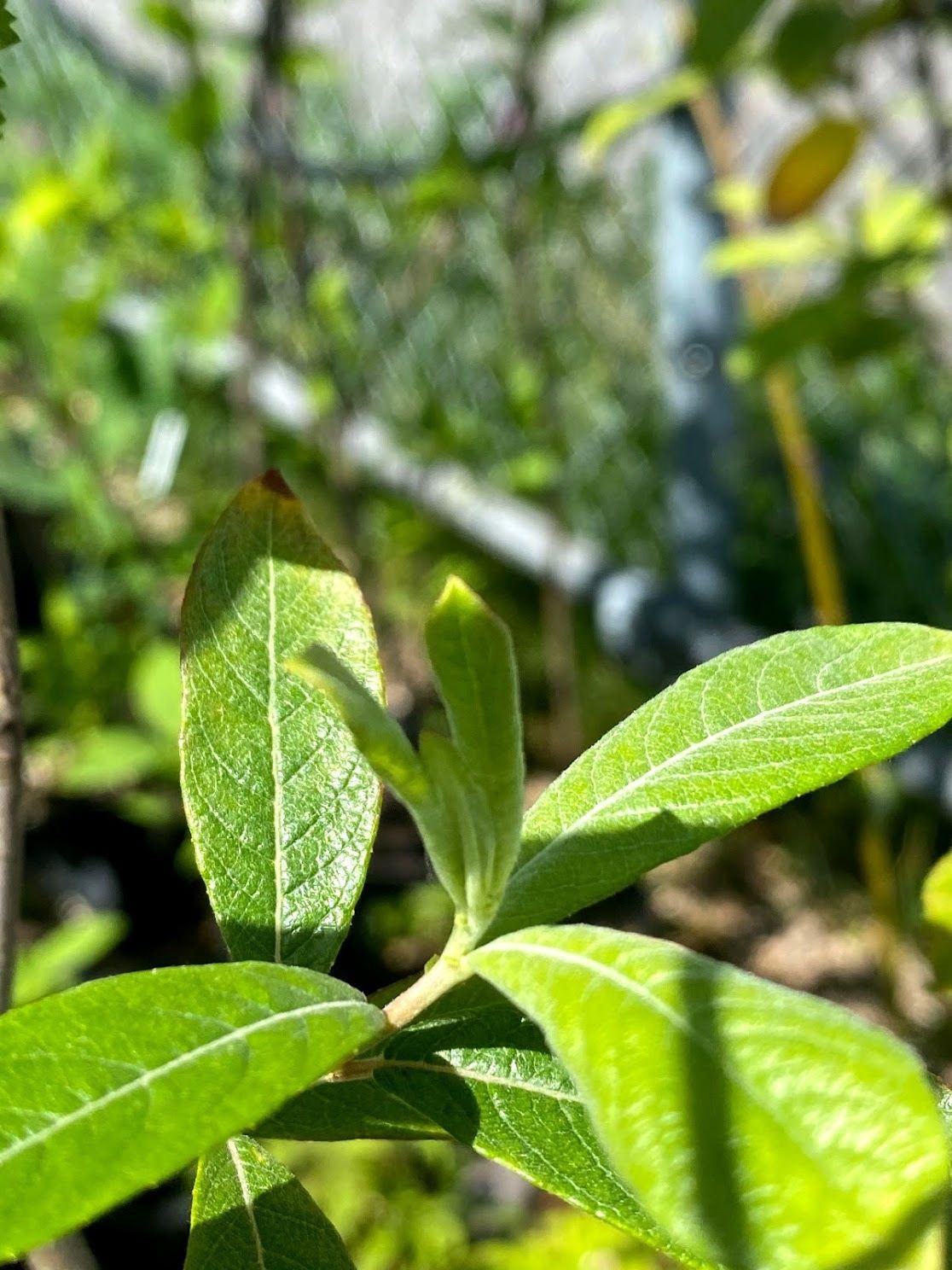 Salix sitchensis - Sitka Willow