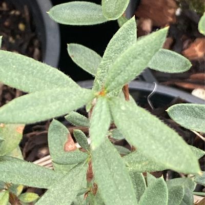 Cercocarpus ledifolius - Curl Leaf Mountain Mahogany